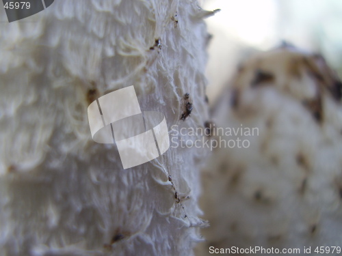 Image of fungus