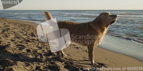 Image of Dog On The Beach