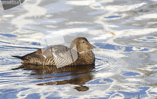 Image of Eider