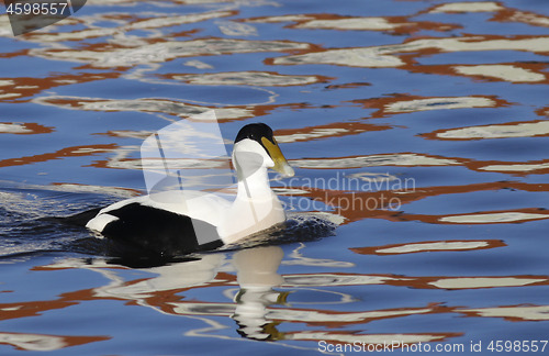 Image of Eider