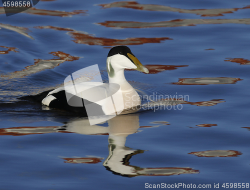 Image of Eider