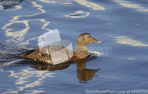 Image of Eider