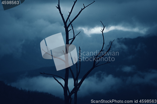 Image of Blue Mountains after bush fires