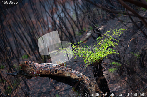 Image of A tree fern flourishes after bush ires in Australia