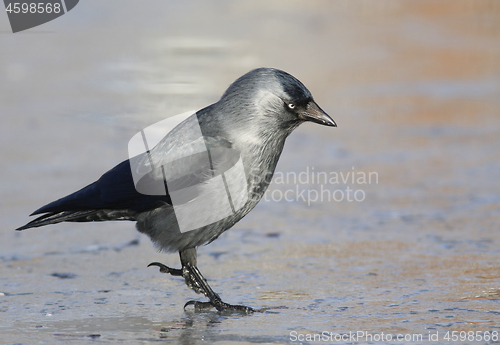 Image of Jackdaw