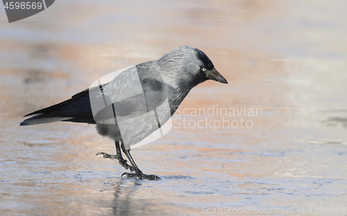 Image of jackdaw