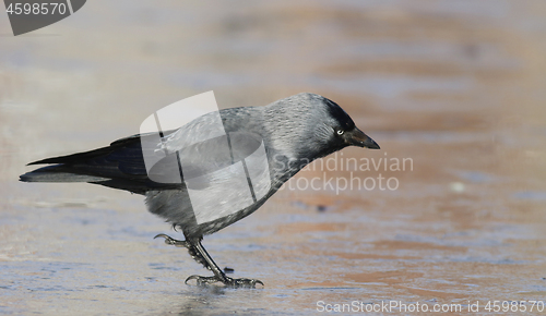 Image of Jackdaw