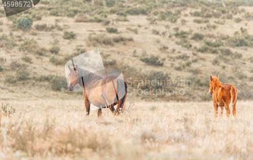 Image of Wild horses