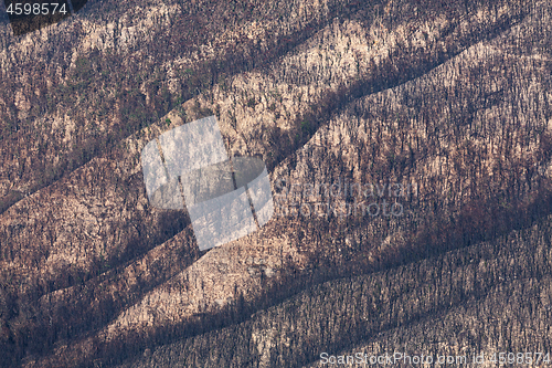 Image of The undressing of the mountain laid bare by bush fire