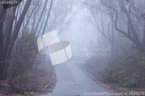 Image of Foggy morning in the Blue Mountains