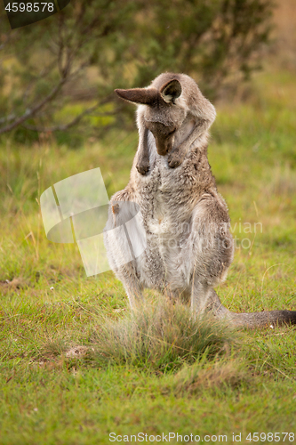 Image of Kangaroo having a tummy scratch