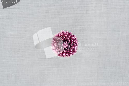 Image of Purple dahlia flower on canvas background