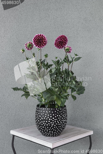 Image of Purple dahlia flowers in polka dot pot