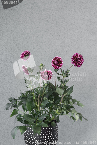 Image of Purple dahlia flowers in a flowerpot