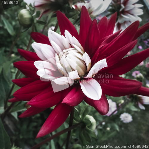 Image of Blooming red and white dahlia