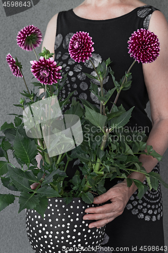 Image of Woman with purple dahlia flowers