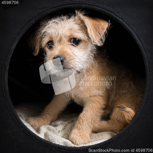 Image of Puppy in a dark box