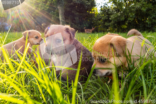 Image of Puppies playing in the grass