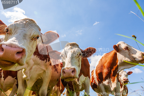 Image of Red cows in the pasture 