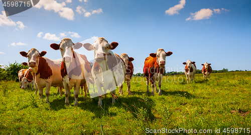 Image of Red cows in the pasture 