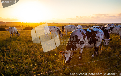 Image of cows on evening pasture