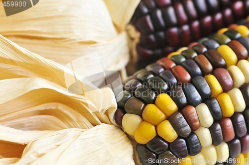 Image of Indian corn