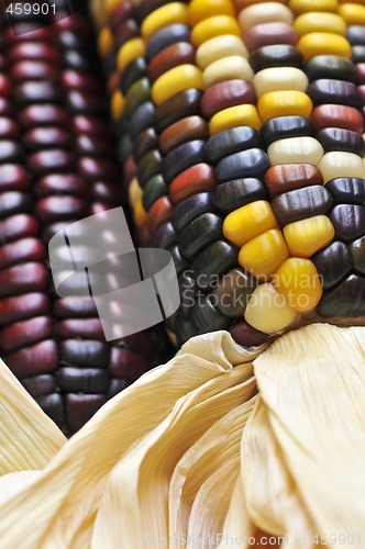 Image of Indian corn