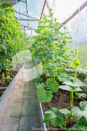 Image of Greenhouse with cucumbers and tomato plants