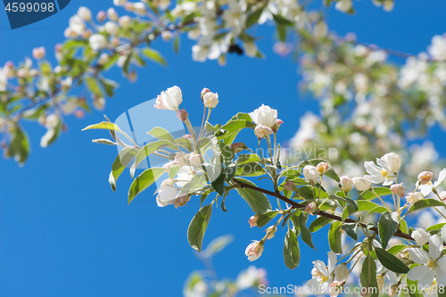 Image of Prunus bird cherry, macro