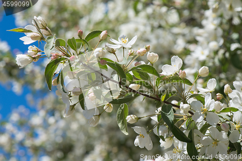 Image of Prunus bird cherry, macro