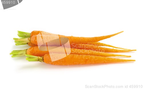 Image of Carrots