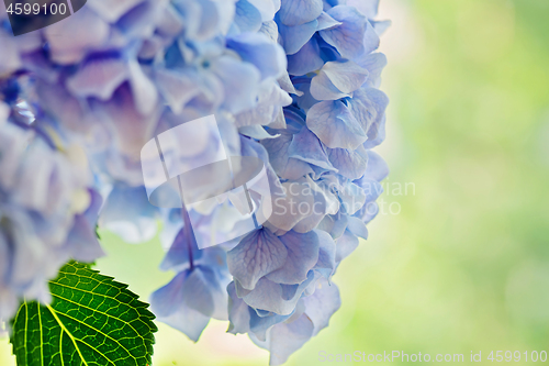 Image of Soft blue Hydrangea