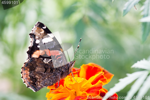 Image of Colorful orange butterfly