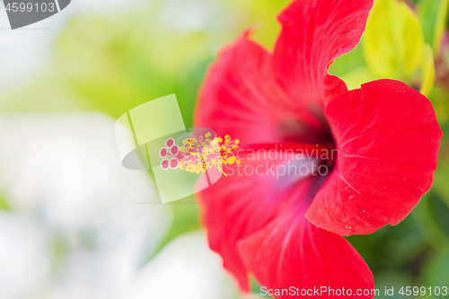 Image of Tender macro shoot of red hibiscus flowers.