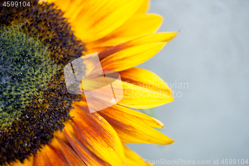 Image of Macro shot of blooming sunflower