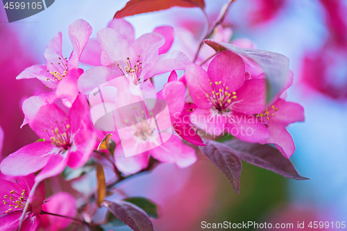 Image of Pink flowers on the bush. Shallow depth of field.