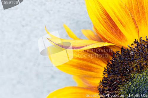 Image of Macro shot of blooming sunflower