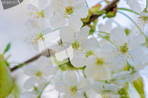 Image of Blossom of apple tree