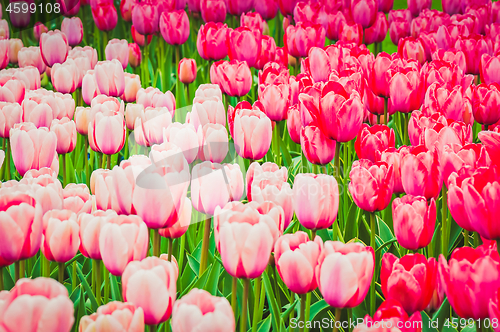 Image of Pink and red tulips on the flowerbed