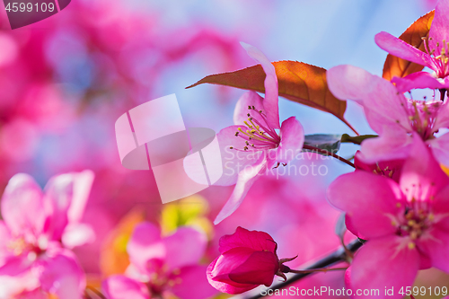 Image of Pink flowers on the bush. Shallow depth of field.