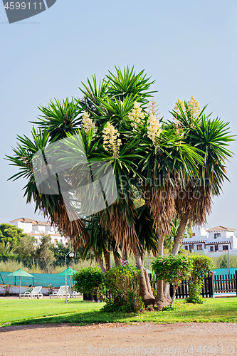 Image of Yucca plant. White exotic flowers with long green leaves