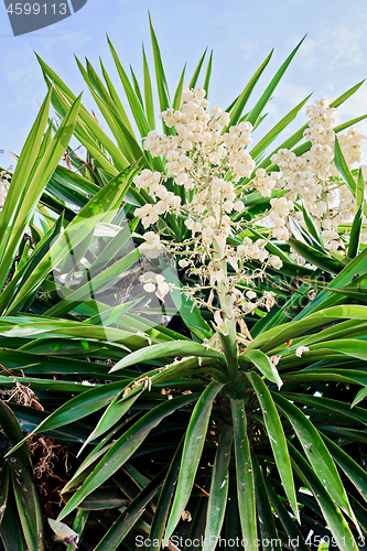 Image of Yucca plant. White exotic flowers with long green leaves