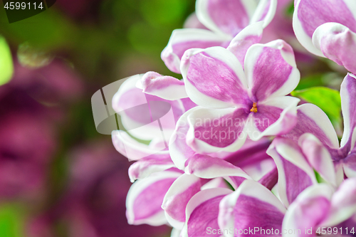 Image of Macro shot of lilac flowers