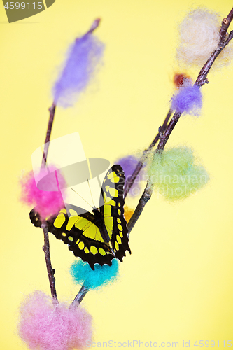 Image of Tropical butterfly over yellow background