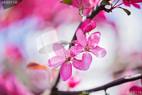 Image of Pink flowers on the bush. Shallow depth of field.