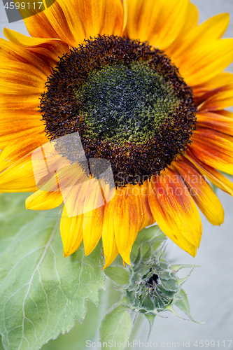 Image of Blooming sunflower and bud.