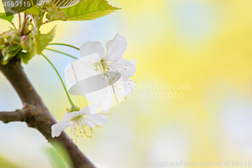 Image of Blossom of apple tree, macro