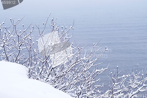 Image of Snowy trees