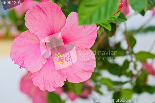 Image of Tender macro shoot of pink hibiscus flowers.