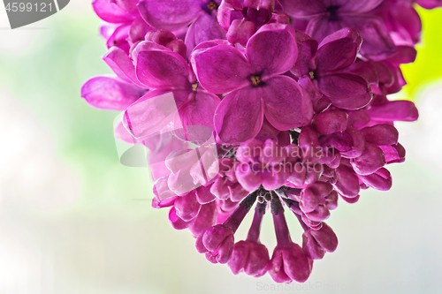 Image of Macro shot of lilac flowers